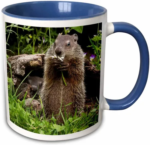 Miniatura 11 de 3dRose Estados Unidos, Minnesota, arenisca. Marmota alimentándose de una flor. Taza negra de dos tonos de 11 oz Negro