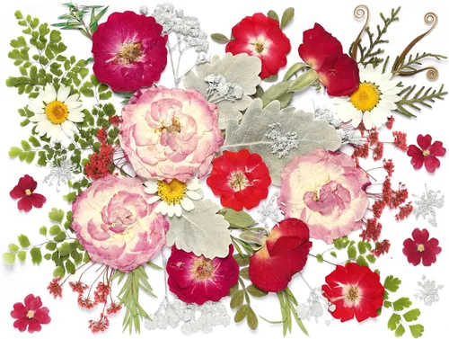 Miniatura 16 de 48 mini flores naturales secas prensadas para el aliento del bebé para decoración de pasteles, invitaciones de boda, flor de gypsophila seca real
