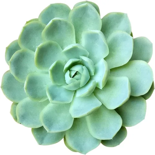 Suculentas vivas Echeveria Elegans Bola de nieve mexicana de 4 pulgadas - Plantas suculentas vivas - Plantas suculentas raras vivas - Plantas Bola