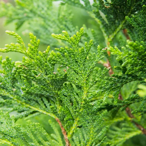 Miniatura 4 de Perfect Plants Thuja Verde Gigante de 1 Galón Árbol de Privacidad Siempreverde Arborvitae Follaje Verde Abundante Adaptable