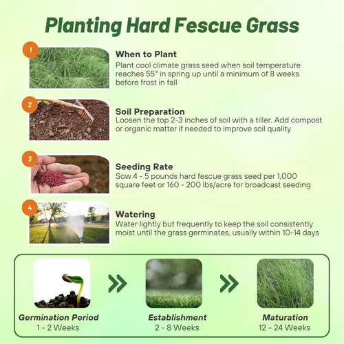Miniatura 3 de Outsidepride 50 lb. Festuca fina dura, de bajo crecimiento, tolerante a la sequía, tolerante a la sombra, césped, semillas de césped