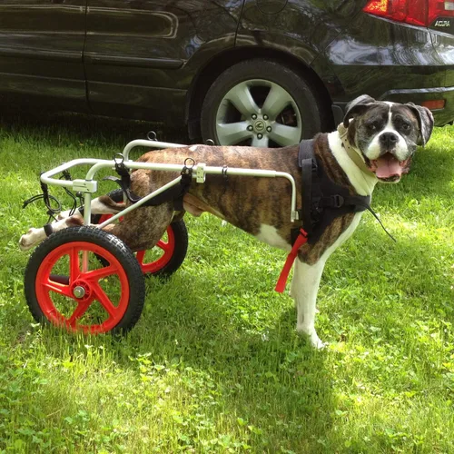 Miniatura 4 de Best Friend Mobility Silla de ruedas estándar para perros con soporte trasero FML Elite, grande