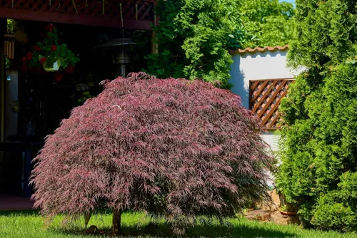 Miniatura 5 de 10 INABA SHIDARE Maple Weeping Red Laceleaf Japanese Acer Palmatum Dissectum Tree Seeds
