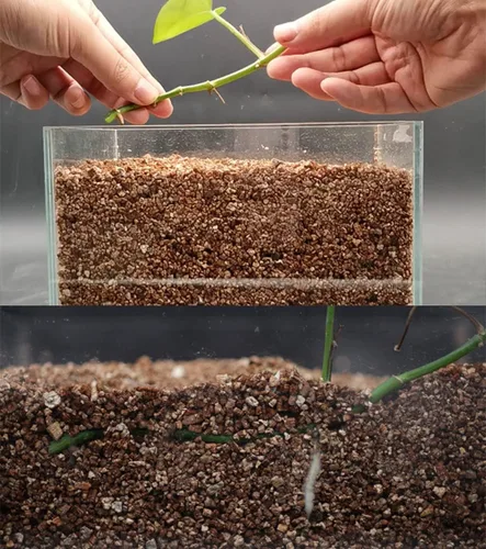 Miniatura 2 de Vermiculita orgánica 1 qt de Doter, aumenta la retención de agua y nutrientes y airea el suelo, perfecta para esquejes de raíces, germinación