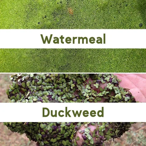 Miniatura 3 de Crystal Blue Tsunami DQ Herbicida acuático Cuarto de galón y Plex Mate Surfactante para herbicidas 8 onzas