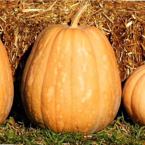 TomorrowSeeds - Semillas de calabaza Dickinson - Paquete de más de 20 unidades - para 2024 (Kentucky Field), parche de bronceado, calabazas,