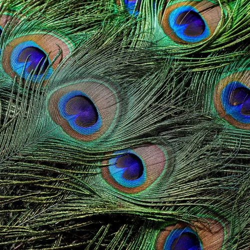 Miniatura 3 de Ballinger 30 plumas naturales de pavo real a granel de 32 a 35 pulgadas para manualidades, decoración de bodas y arreglos florales