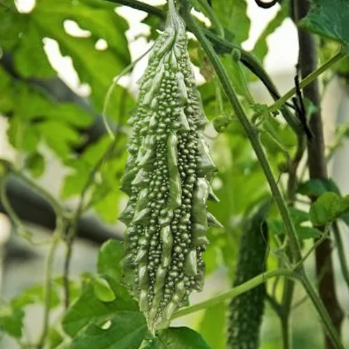TomorrowSeeds - Semillas de melón amargo Black Pearl - Más de 15 unidades - para plantar calabaza amarga india Karela Balsam Pera Fu Qua F1 Jardín