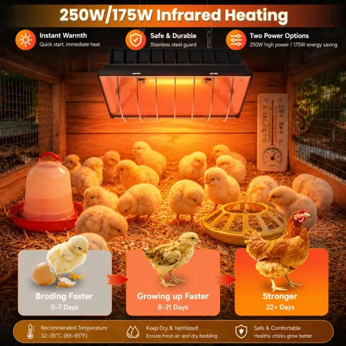 Miniatura 3 de Lámpara de calor para pollos, calentador de gallinero para pollitos con 2 bombillas de calefacción (250 W y 175 W), temperatura ajustable y alturas