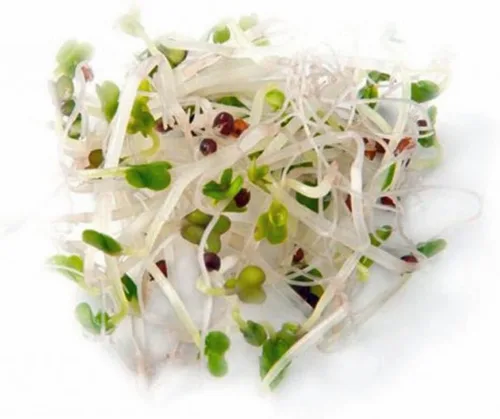 Miniatura 4 de Semillas de brócoli sin OMG para brotar brotes Microgreens (8oz de Pure Seed (40000+Semillas)). Marca Country Creek LLC.