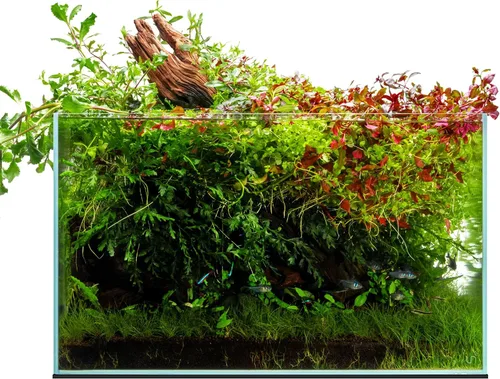 Miniatura 18 de UNS Acuario Ultra Claro Sin Borde - 25.6GAL 97.2L - 23.62x14.17x17.71 60x36x45 CM, Grosor de Vidrio de 6mm, Incluye Alfombrilla Nivelante