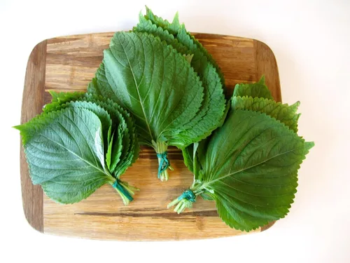 Miniatura 2 de TomorrowSeeds - Korean Perilla (Shiso) Seeds - 500+ Count & 500+ Vietnamese Perilla - for 2026 Planting Kaennip Sesame Beefsteak Leaf Green Purple