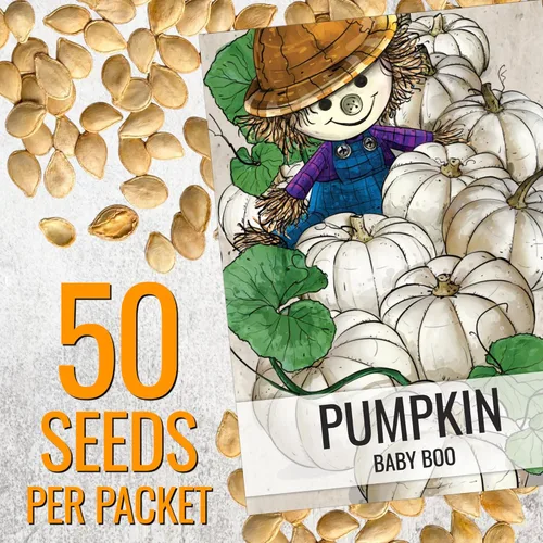 Miniatura 3 de Seed Needs Semillas de calabaza para plantar calabazas en miniatura Baby Boo, reliquia sin OMG y semillas de Cucurbita sin tratar para plantar un