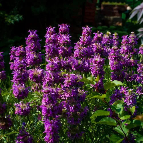 Miniatura 7 de Outsidepride Semillas de bálsamo de abeja de limón, 5000 unidades, anuales, fáciles de cultivar y aptas para polinizadores, semillas de flores