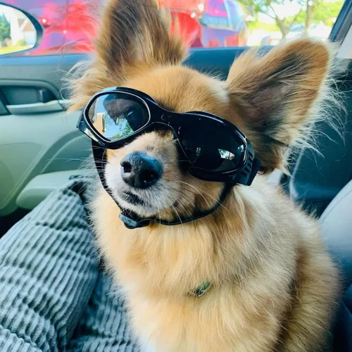 Miniatura 6 de Gafas de sol para perros de raza media, protección ocular para perros medianos, resistentes al viento, color negro