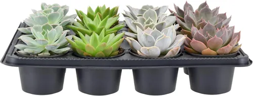 Miniatura 3 de Arcadia Garden Products Mini suculentas variadas en vivo en maceta de cultivo de 2 pulgadas, paquete de 12, verde (LV66). No se puede enviar a