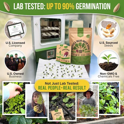 Miniatura 2 de Organo Republic Paquete de Variedad de 10 Semillas de Lechuga y Verduras para Ensalada 13000+ Semillas de Lechuga Reliquia Sin OMG para Plantar
