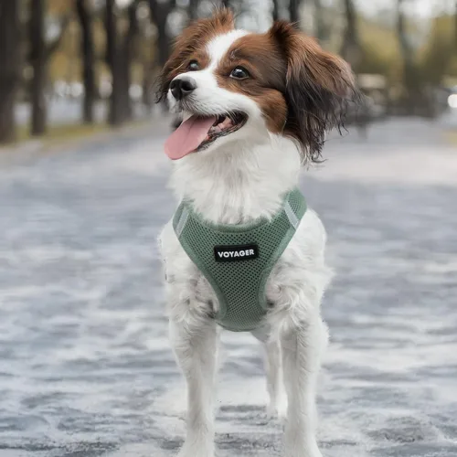 Miniatura 134 de Best Pet Supplies Voyager Step-in Air Arnés – Malla para todo clima, reflectante, arnés antitirones para perros y gatos, seguro con cierre de gancho