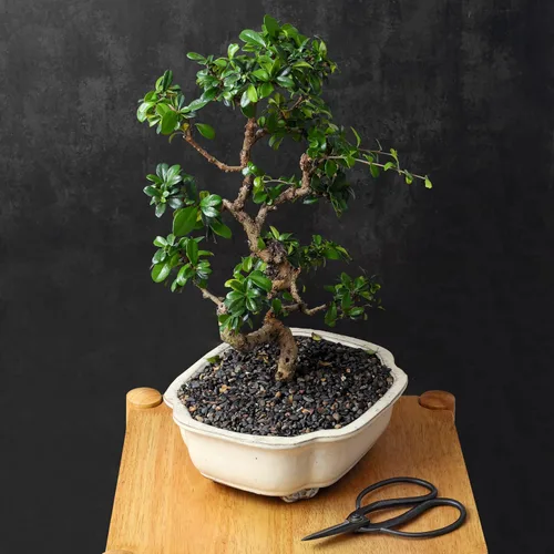 Miniatura 7 de Tijeras profesionales de mariposa bonsái - Herramientas de bonsái para podar y recortar plantas, tijeras afiladas, herramientas manuales