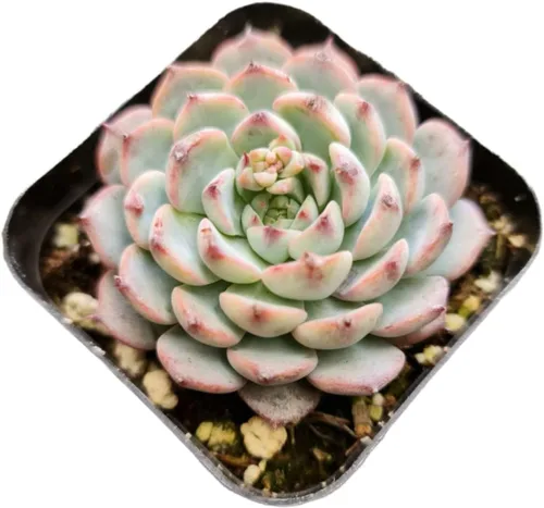 Plantas de Cactus Suculentas Vivas (Maceta de 5 cm Echeveria Minima)