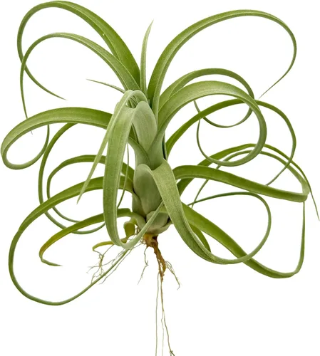 Miniatura 5 de ragnaroc Plantas de aire vivo – Tillandsia Curly Slim Jumbo – 1 unidad de 5 a 9 pulgadas – Ideal para regalos y regalos, plantas de interior vivas