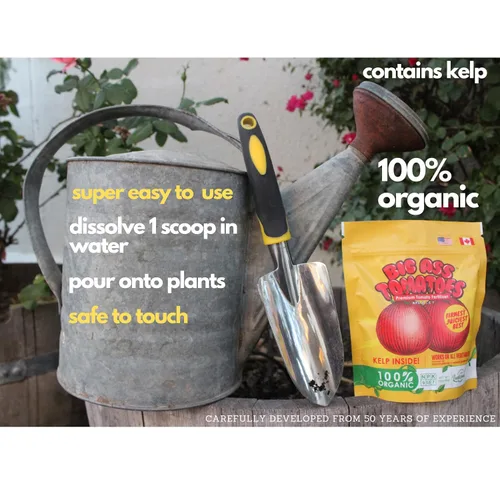 Miniatura 5 de Big A Tomato Fertilizante orgánico prémium con algas marinas de 13.5 onzas para interiores y exteriores, fertilizante para plantas