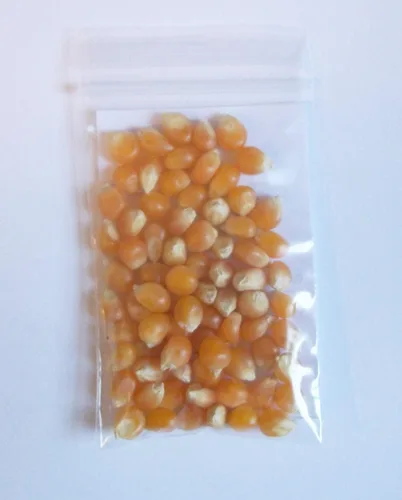 Miniatura 4 de 50 granos de maíz pop - Zea mays everta (cultivados orgánicamente)