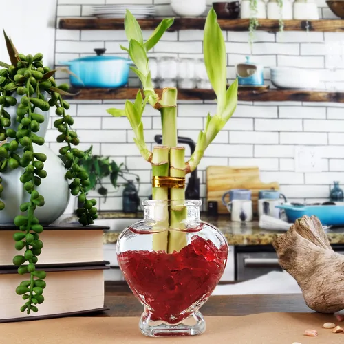 Miniatura 5 de NW Wholesaler - Juego de tres 3 arreglos de bambú de la suerte para interiores con una botella de fertilizante líquido de bambú de la suerte