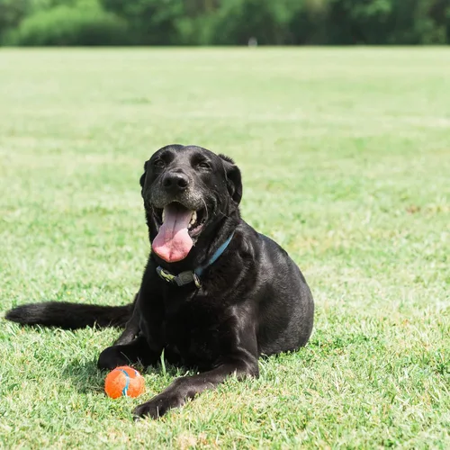 Miniatura 2 de Pelota de tenis para perros Chuckit!, juguete pequeño (5 cm de diámetro) para perros de 0-9 kg, paquete con envoltorio retráctil de 2