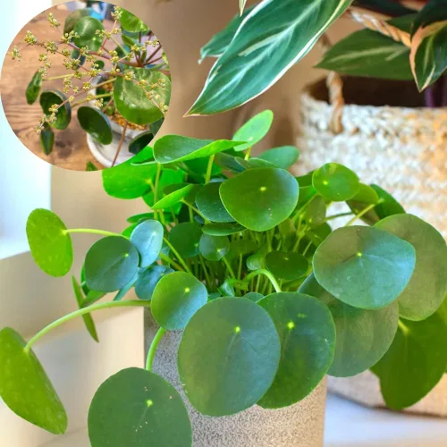 Miniatura 6 de 2 plantas de dinero vivas, de 5 a 6 pulgadas de largo, Pilea Peperomioides Planta viva para jardín, plantas vivas de dinero