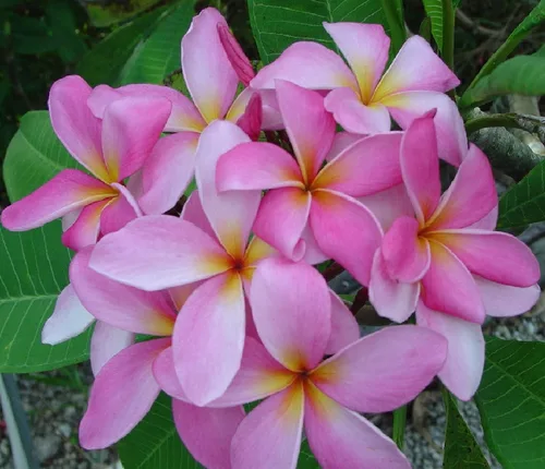 Miniatura 9 de Hawaiian Rare Plumeria Frangipani - Planta esquejes de planta roja, blanca, amarilla, rosa, 10 pulgadas, Discount Hawaiian Gifts LQ4 (rosa)