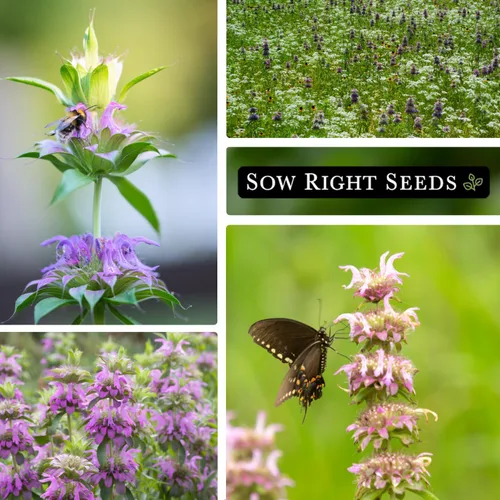 Miniatura 4 de Sow Right Seeds - Semilla de limón y menta para plantar - Heirloom sin OMG con paquete con instrucciones para plantar y cultivar un jardín de té
