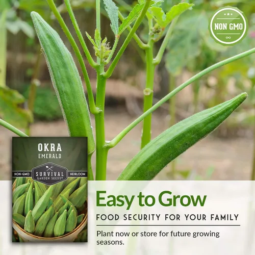 Miniatura 7 de Survival Garden Seeds - Semilla de okra esmeralda para plantar - Paquete con instrucciones para plantar y cultivar Okra tierna y grande en tu huerto