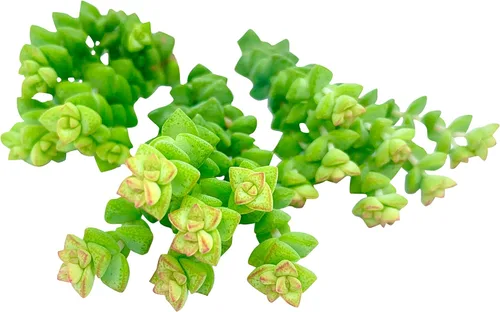 Miniatura 21 de Tallos de Suculentas Vivas (3 Sedum Morganianum Colas de Burro), Plantas Suculentas Vivas, Planta Suculenta SIN Raíces, Plantas de Casa Vivas