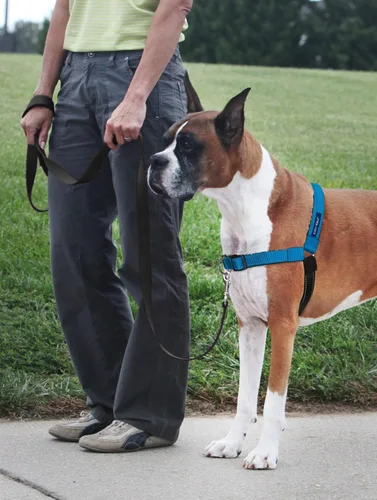Miniatura 2 de PetSafe Arnés Deluxe Easy Walk – Arnés de pecho para perro de confianza del entrenador con diseño de bucle martingala transpirable – Ayuda a dejar