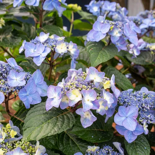Blooming & Beautiful - Pop Star Bigleaf Hydrangea - 3 gal - Hortensias de verano sin fin - Rebloomer pesado compacto - Flores azules rosadas - Zonas