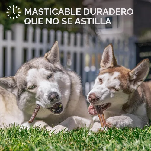 Miniatura 4 de Downtown Pet Supply Bully Sticks para perros, masticables naturales de carne de res de 6 pulgadas, sin olor y sin piel cruda, golosinas para perros