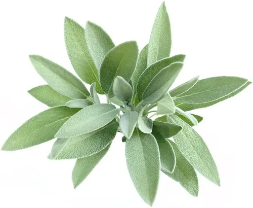 Miniatura 4 de Hoja ancha de salvia (50 semillas)