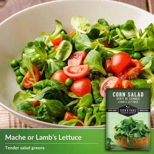 Miniatura 3 de Ensalada de maíz Verte de Cambrai Semillas para plantar, 1 paquete con instrucciones para plantar y cultivar lechuga de cordero o macé en tu huerto