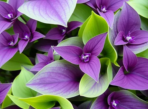 2 esquejes de judío errante de Puma pálido para cultivar - Esquejes de Tradescantia Pallida - Planta púrpura y lavanda - Planta de interior fácil de