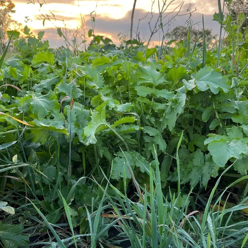 Miniatura 5 de Semilla de rábano para plantar: jarra de 1/2 acre, semillas de parcela de alimentos Brassica con alto contenido de proteínas, cultivo de cobertura