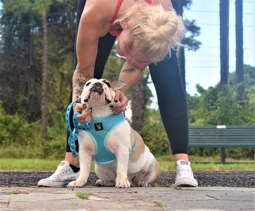 Miniatura 10 de EcoBark Correa para Perro - Correas Cómodas y Reflectantes con Asa Acolchada - Fuerte y Duradera de Alta Resistencia - Entrenamiento y Tiro