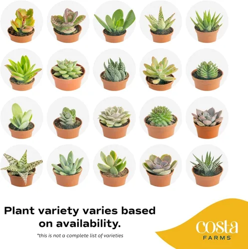 Miniatura 3 de Costa Farms Mini plantas suculentas vivas en macetas de plástico, suculentas de interior fáciles de mantener, plantas de interior para decoración