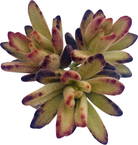 Miniatura 23 de Tallos de Suculentas Vivas (3 Sedum Morganianum Colas de Burro), Plantas Suculentas Vivas, Planta Suculenta SIN Raíces, Plantas de Casa Vivas