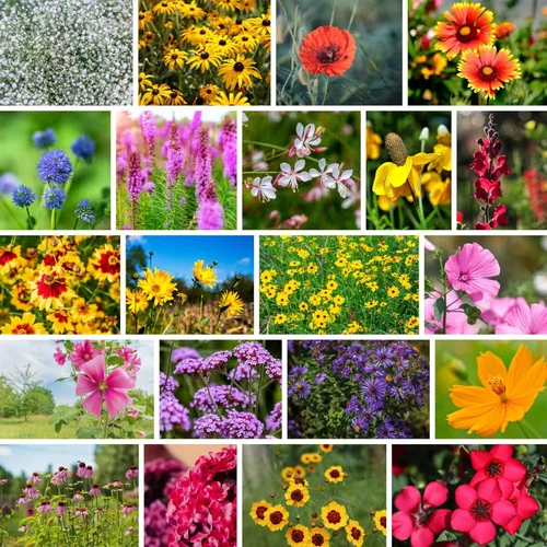 Miniatura 12 de Todas las semillas de flores silvestres anuales mezcladas para plantar - 1 lb ~16,000+ semillas - 21 variedades incluyendo amapola de California