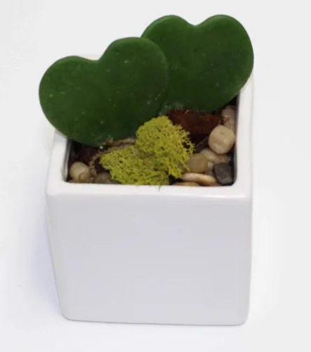 Athena's Garden Arreglo de maceta de cerámica blanca de las suculentas de la planta viva de Hoya Kerrii 2 en forma de corazón