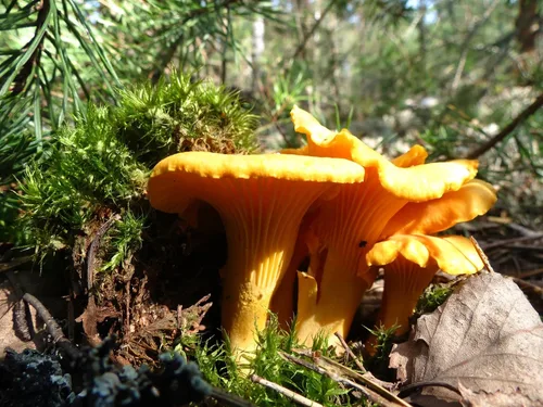 Miniatura 8 de Hongos rebozuelos esporas no GMO Heirloom 100 Semillas