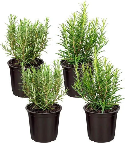 Miniatura 12 de Hierba aromática y comestible viva, lavanda (4 por paquete), potenciador natural del sueño, 6 pulgadas de alto por 4 pulgadas de ancho en 1 pinta