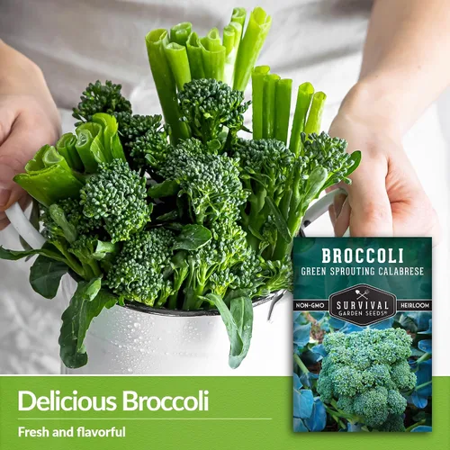 Miniatura 3 de Green Sprouting - Semillas de brócoli Calabrese para plantar, variedad de reliquia para huertos domésticos, cultivo de alto rendimiento, clima