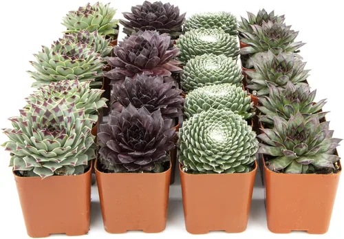 Miniatura 3 de Plantas suculentas 20 suculentas Sempervivum Enraizadas en macetas con tierra Plantas de interior reales Regalos o decoración de habitación